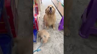 Golden Retriever Trade Puppy For Food #shorts #dogs