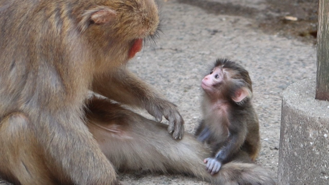 Сердце к сердцу: безмолвный язык детеныша обезьяны и его мамы #babymonkey #snowmonkey