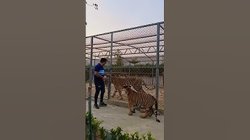 Big Tiger Wants to Attack on Me | Nouman Hassan |