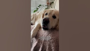 Thumbnail of This Dog Is Blind 💔 #shorts