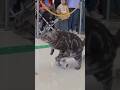 Fastest 10 metres by a cat on a skateboard - 12.85 seconds by Bao Zi 😻