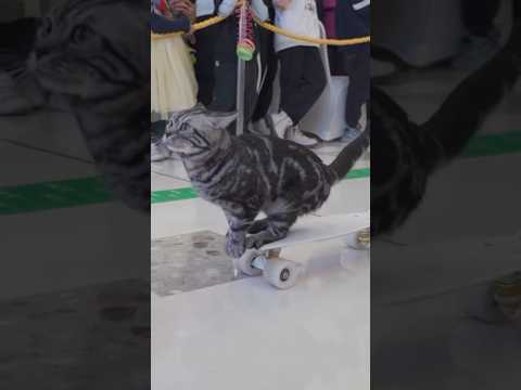 Fastest 10 metres by a cat on a skateboard - 12.85 seconds by Bao Zi 😻