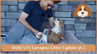 Dolly's F1 Cavapoo Litter Update pt 2 by Cavapoos 3:16 161 views 3 weeks ago 2 minutes, 51 seconds