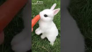 Cute rabbit screenshot 2