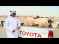 إشادة بقرار التوسع في استيراد المواشي في السعودية وغضب من التجار 