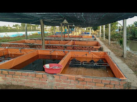 Chia sẻ kinh nghiệm nuôi lươn và tham quan trại lươn (Eel farm)