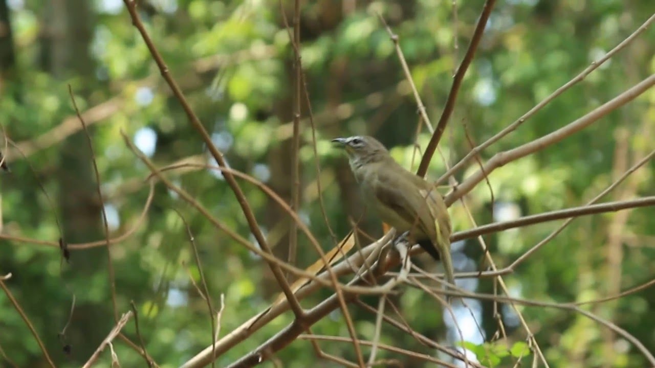 Plain Flowerpecker
