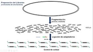 Método Illumina de secuenciación masiva de DNA