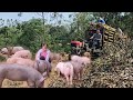 Exploiting firewood and providing raw materials for pig farming is highly effective  ep 267 