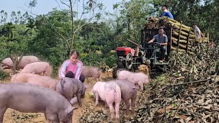 Detected piglets with watery diarrhea.  Firewood is used to cook food for pigs. ( Ep 267 )