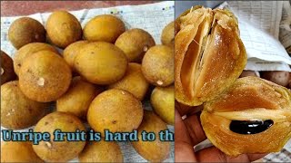 How to Ripen Sapodilla Fruit  | How to Eat Fruit🍑 Sapota Fruit | Naseberry | Chikku screenshot 5