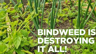 Where has all this Bindweed come from! Destroying the allotment! | Allotment diaries