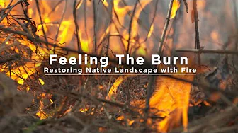 Feeling the Burn: Restoring Native Landscapes with Fire