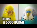 5 Tips to Choose a Good Budgie from The Pet Store