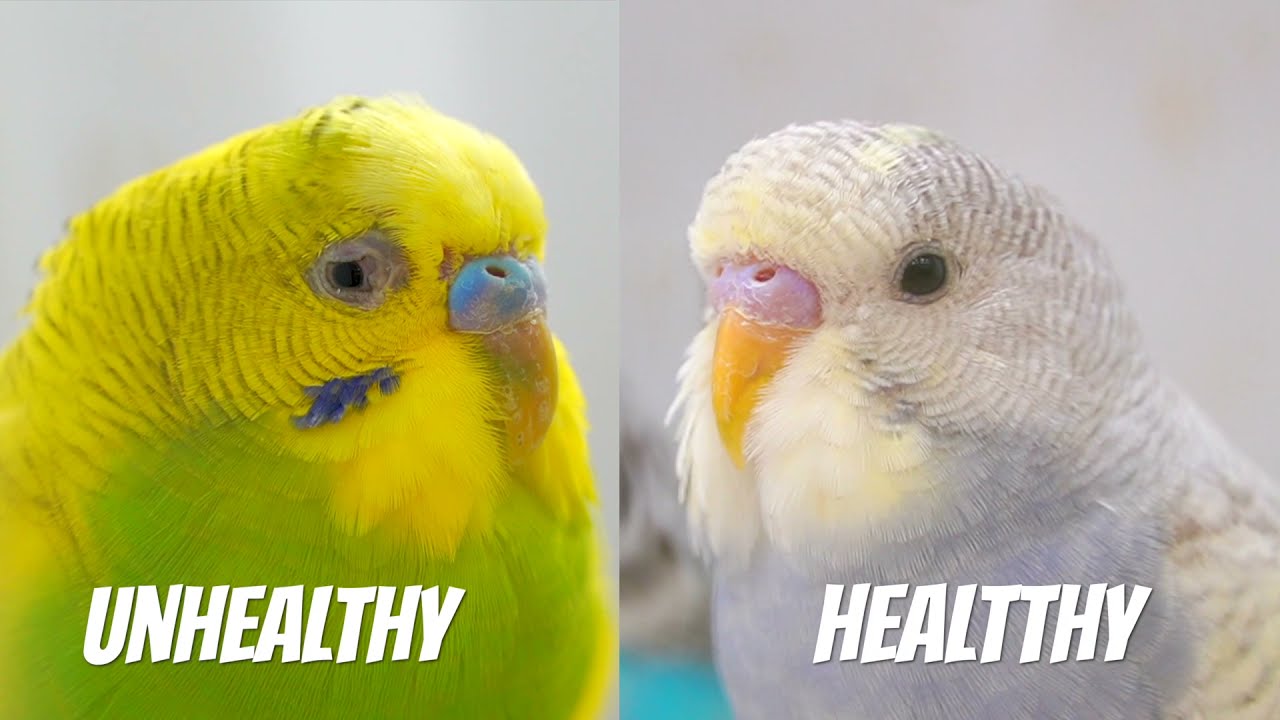 Choosing the Right Bird Cage for Your Pet