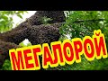 МЕГАРОЙ. ГИГАНСКИЙ РОЙ. МЫ ТАКОЕ ВИДИМ ВПЕРВЫЕ.