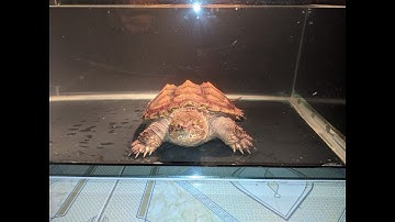 Thay đổi món ăn cho rùa common snapping - cho rùa ăn cá mồi để bổ sung chất