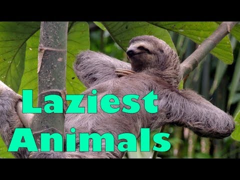 Laziest Animals Compilation - YouTube