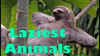 Laziest Animals Compilation
