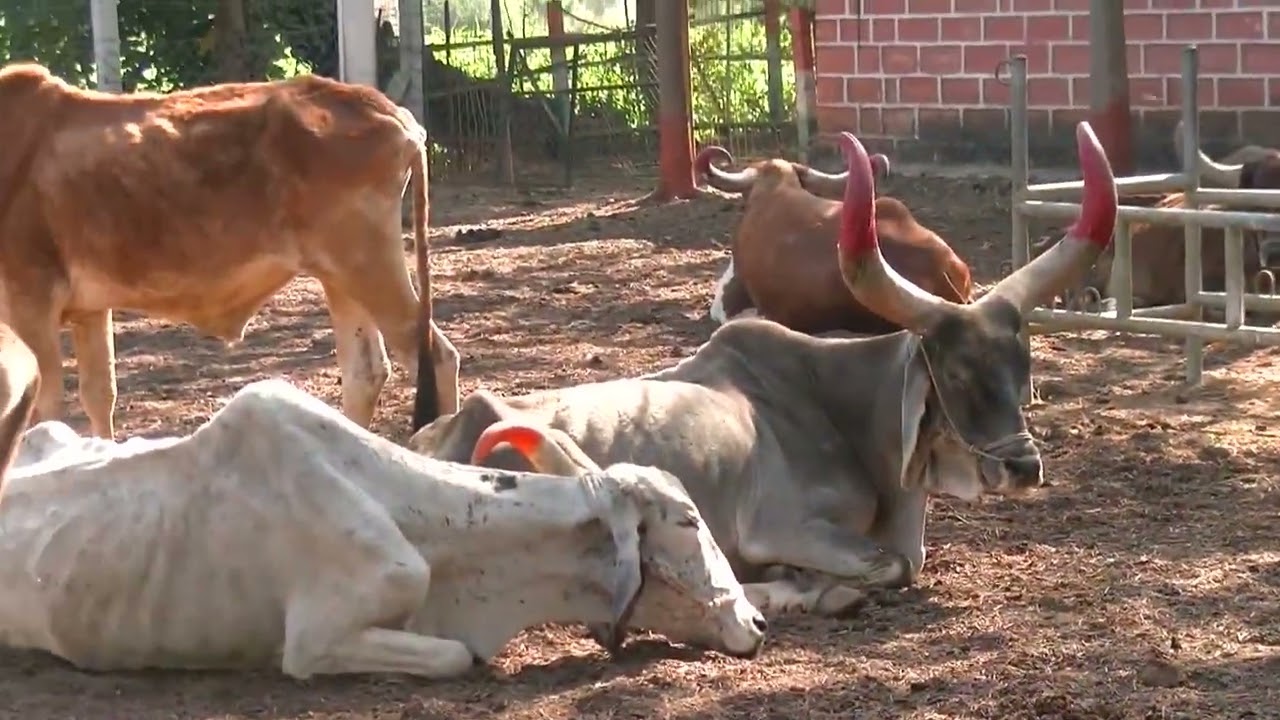 બળદ ની વેદના