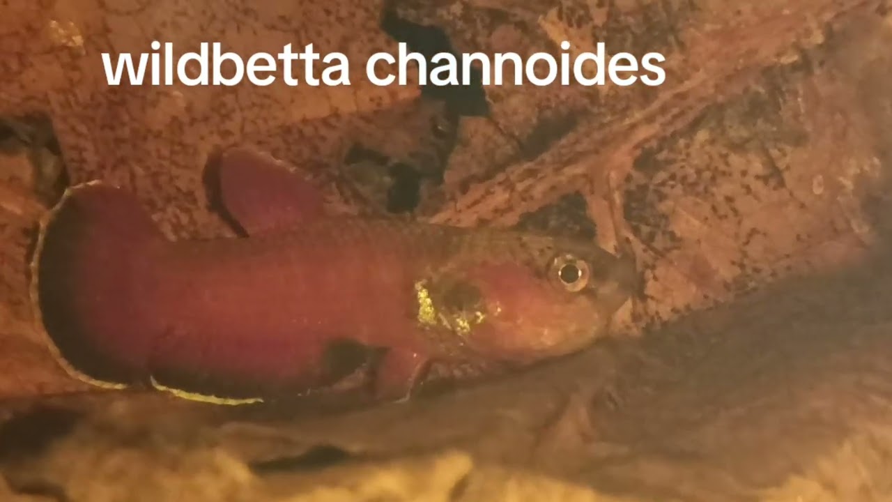 Cupang alam / Wildbetta channoides,mengeram...🤭