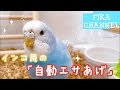 インコ用に自動給餌器を準備してみた!【セキセイインコのいる暮らし⑰】
