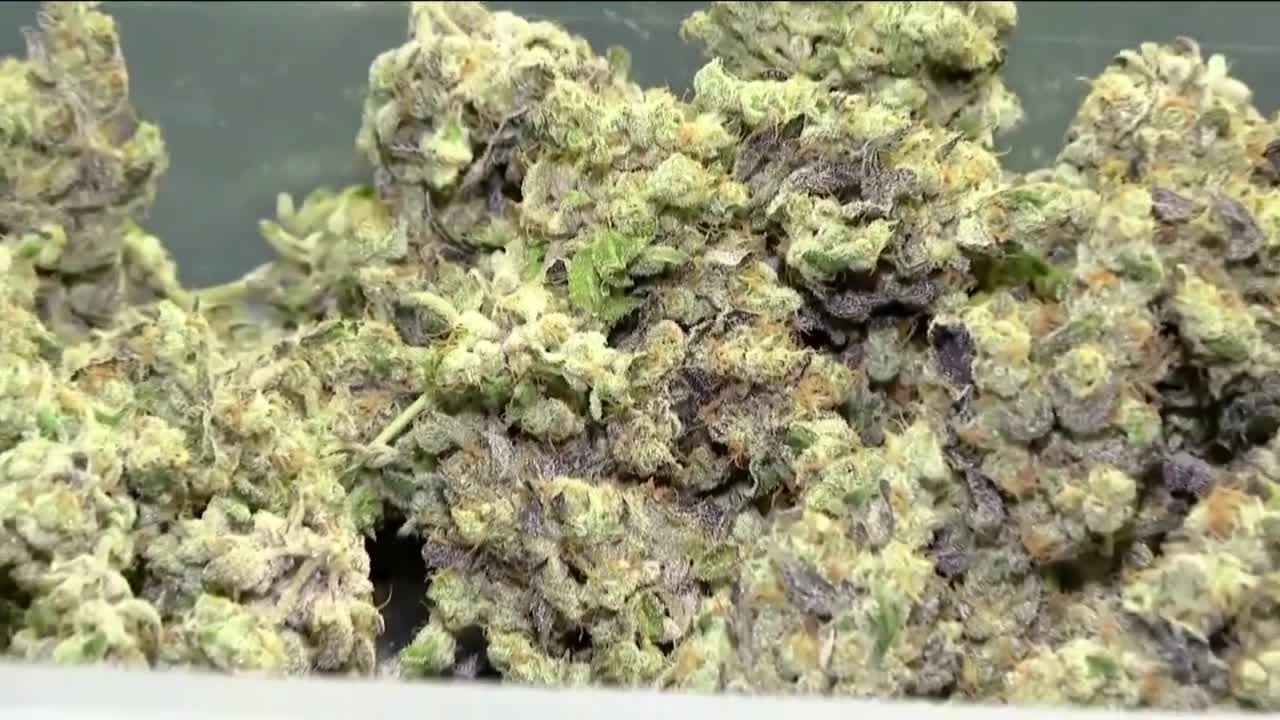 Free cannabis seed giveaway in Petersburg is Saturday