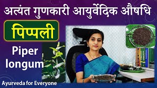 अत्यंत गुणकारी आयुर्वेदिक औषधि पिप्पली ||Magical Health Benefits of Long Pepper-Pippali-Piper Longum