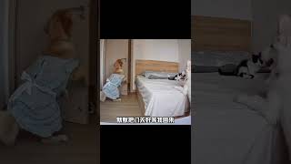 小狗害怕 小狗逞强 #金毛