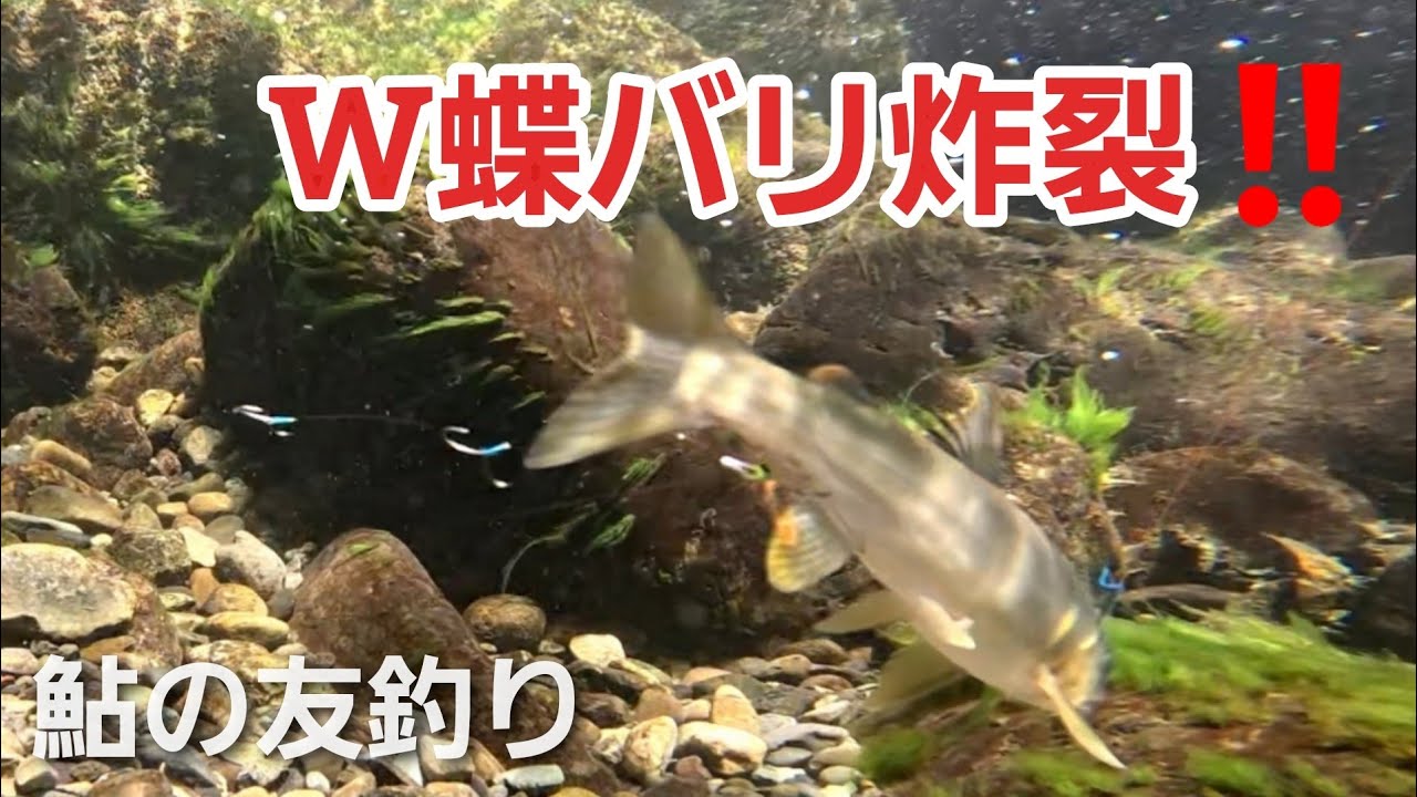 NO13  【新仕掛け検証】W蝶バリ炸裂‼ 初投入で良型アユが連発！