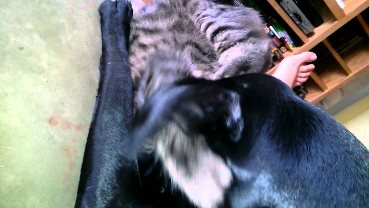 Cat bites dog YouTube
