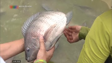 Mô hình nuôi cá rô phi bằng chế phẩm sinh học