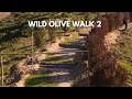 Wild olive walk Farm update 2 😀