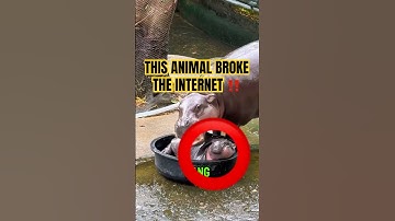 This Baby Animal Is Breaking The Internet⚠️