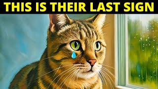 If Your Cat Is About To Die, This Might Be Their Last Gift to You