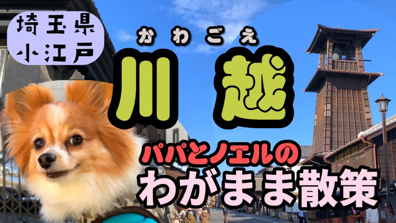 【愛犬と行く日帰り旅　埼玉・川越】小江戸川越を愛犬と歩く！パパとノエルのわがまま散策