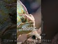 Chameleon Spirit Animal