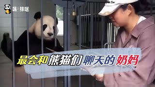 最会和熊猫们聊天的奶妈看饲养员刘艺与泰山、高高快乐唠嗑随便哪只熊猫都跟她聊得来