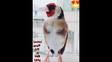 تغريد ناررر لتعليم فراخ الحسون 