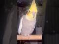 #cockatiel #birds #cockatielbird #cockatielsinging #cockatielsound #parrot #pets #ytshorts #shorts