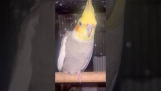 #cockatiel #birds #cockatielbird #cockatielsinging #cockatielsound #parrot #pets #ytshorts #shorts