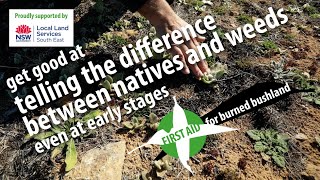 A key to successful post-fire bush regeneration is knowing which
plants are weeds and natives - particularly as seedlings.but it can
seem overwhelm...