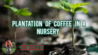 Plantation Of Coffee In A Nursery