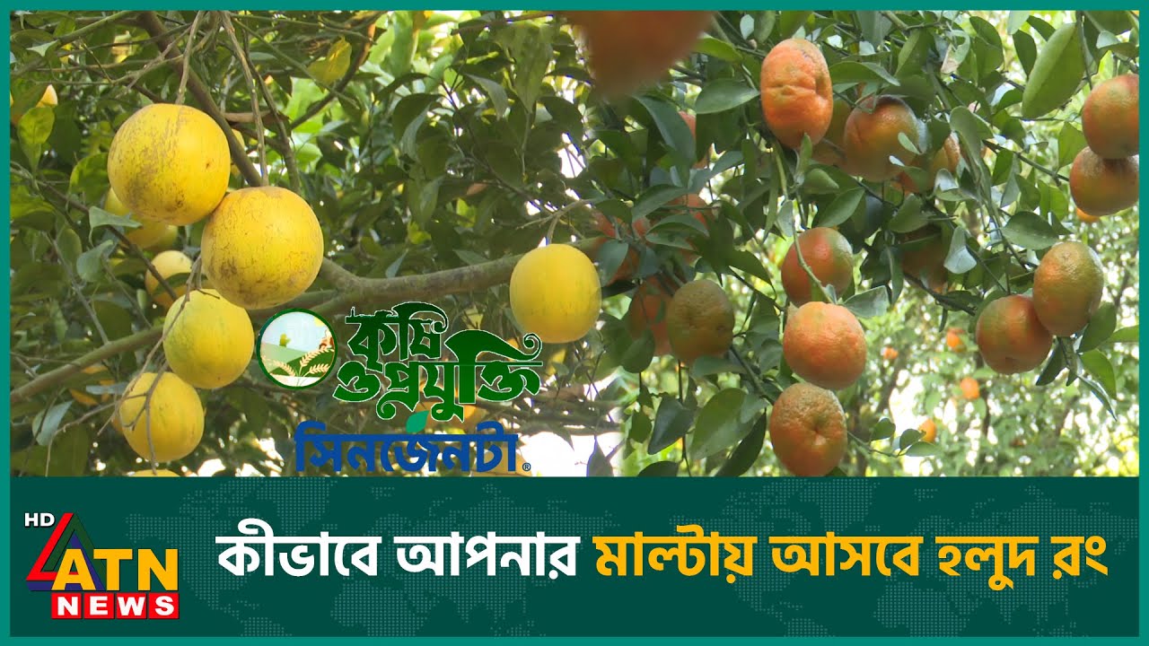 যেভাবে দেশী মাল্টার রং হলুদ করছেন বাগানীরা | Krishi O Projukti | Malta-Orange Cultivation | 13 Dec