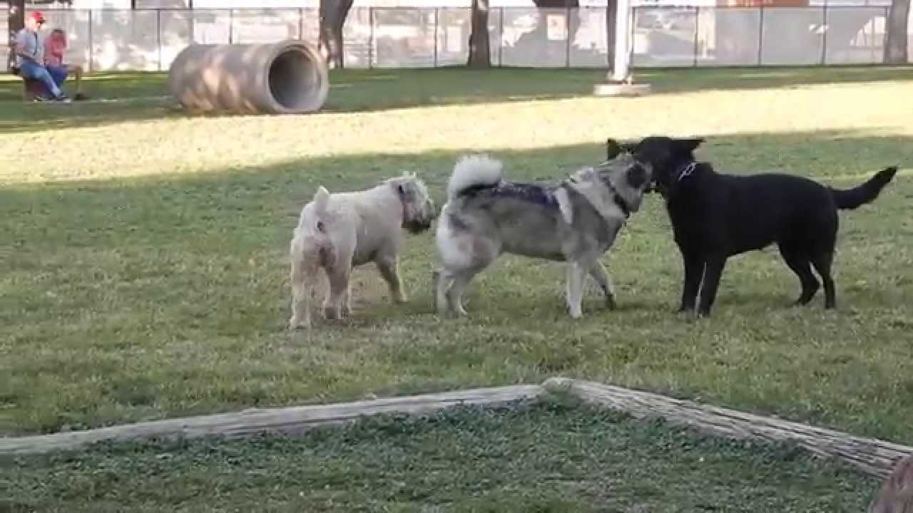 Kingman Dog Park 5 2014 YouTube
