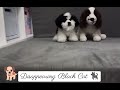 Disappearing Black Cat