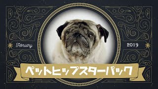 ペットヒップスターパック｜Filmstocks新エフェクト登場