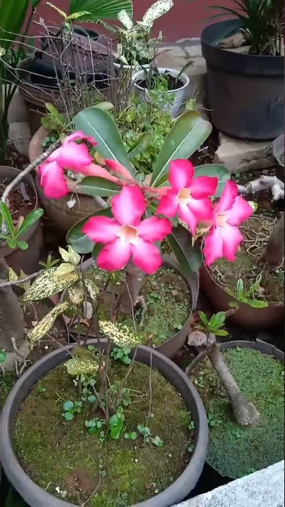 Jenis Bunga Kamboja Merah