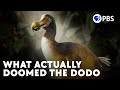 The real story of the dodo birds current extinction