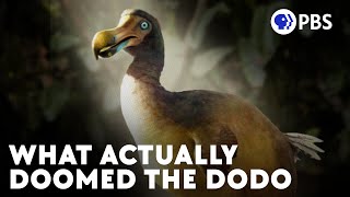 The Real Story Of The Dodo Bird's (Current) Extinction by PBS Eons 964,179 views 11 months ago 8 minutes, 52 seconds